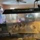 Leopard gecko with tank and accesories