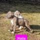Beautiful Bully Puppy