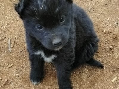Lab x Aussie
