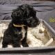 Double Doodle Puppies