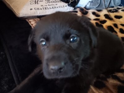 VALENTINES PUPPIES