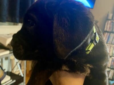 Cane Corso