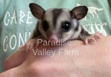 Male Sugar Gliders For Sale