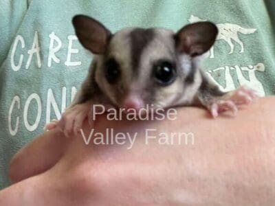 Male Sugar Gliders For Sale