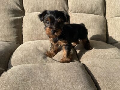 Yorkie boy