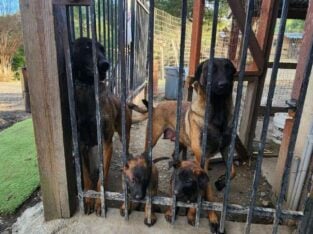Male Belgian Malinois for Sale