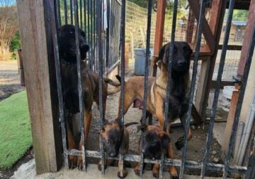 Male Belgian Malinois for Sale
