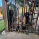 Male Belgian Malinois for Sale