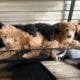 Greetings from Bluffton, SC, “The Labdoodle Bluff
