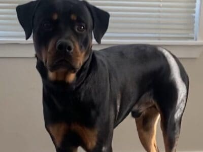 Young Rottweiler