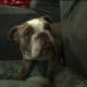 Rare AKC Lilac Micro Bulldog – Available for Adopt