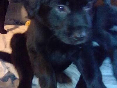 Border collies in need of new home