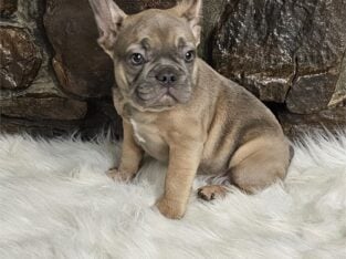Bulldogs