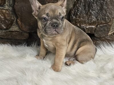 Bulldogs