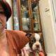 Cupid, handsome male boston terrier