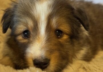 Shelty puppies