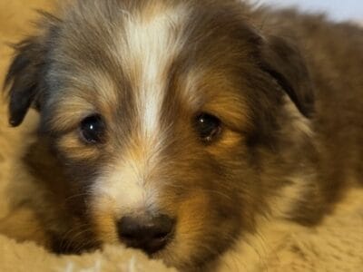 Shelty puppies