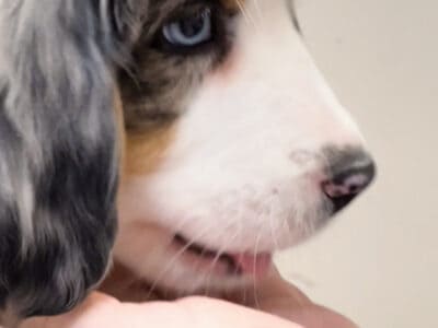 Merle Bernese Mountain Dog Pup