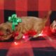 AKC Shihtzu
