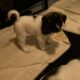 Anatolian Shepherd Puppies