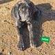 Neapolitan Mastiff Puppies