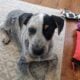Blue Heeler Puppies