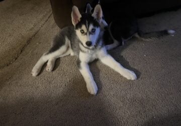 Siberian Huskies