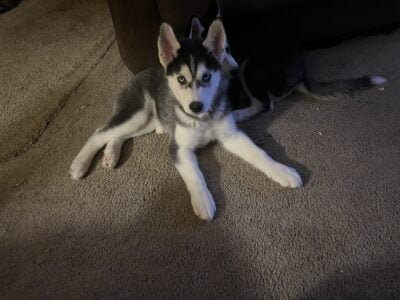 Siberian Huskies