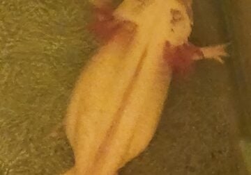 Male and female adult axolotl dirty lucy and GFP