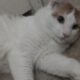 10 month old male kitten for adoption