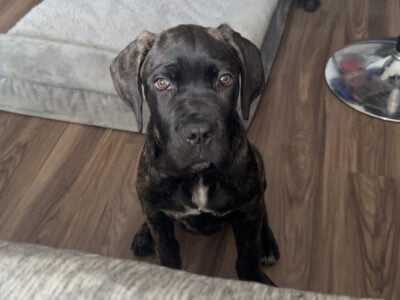 4 month old Female