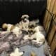 Anatolian Shepherd Puppies