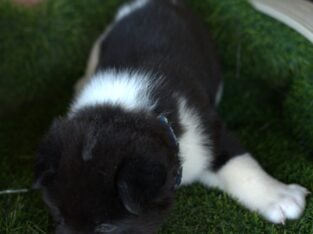 American Akita puppies