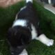 American Akita puppies