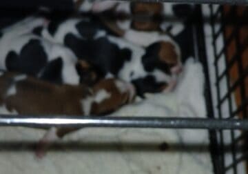 Beagle puppy girl