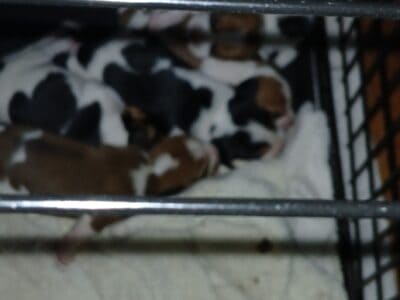 Beagle puppy girl