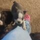 Frenchton puppies for sale
