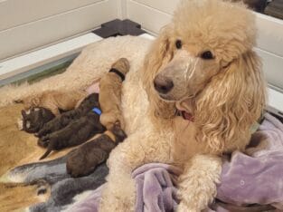 AKC Standard Poodle (moyen)