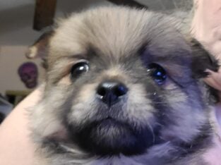 Beautiful Maltipom Puppies