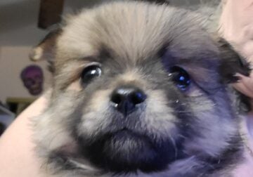 Beautiful Maltipom Puppies