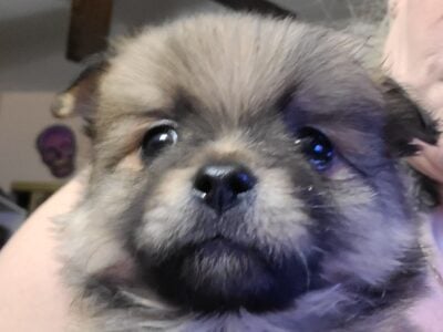 Beautiful Maltipom Puppies