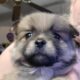 Beautiful Maltipom Puppies