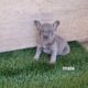 Adorable French Bulldog Puppies Ready for Their Ne