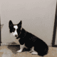 Gorgouse Black tye corgi