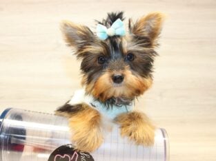 Teacup Yorkie Puppies For Sale