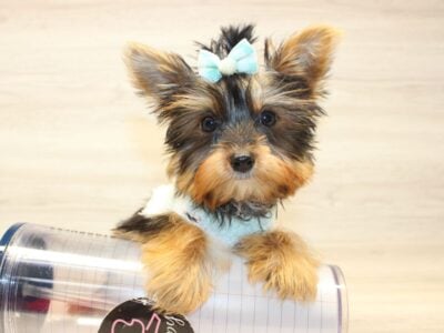 Teacup Yorkie Puppies For Sale