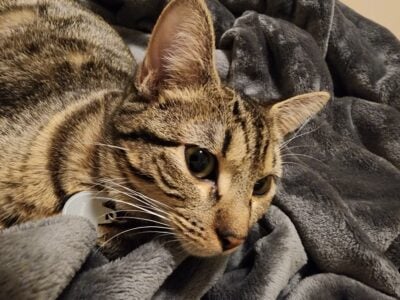 Shorthair Kitten