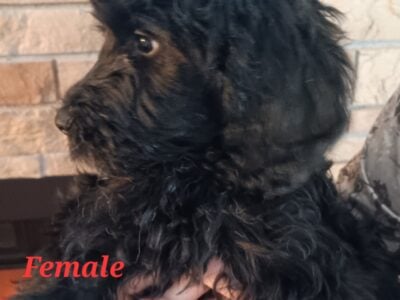 F1b goldendoodle black