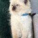 TICA Seal Colorpoint Male (blue collar)