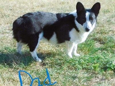 REHOMING SPUR